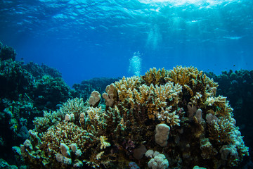 Coral garden