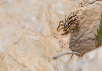 big spider on the rock