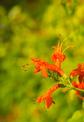 branch the flowering bush