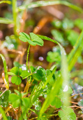 grass texture closeup