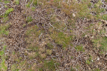 High mountain vegetation