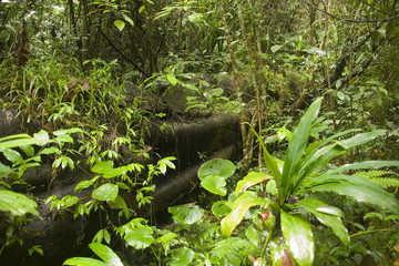 Regenwald am Danau Tamblingan auf Bali
