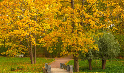 Naklejka premium Yellow trees in the city park.