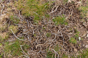 High mountain vegetation