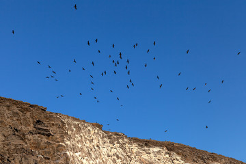 Flock of cormorants flying in the sky