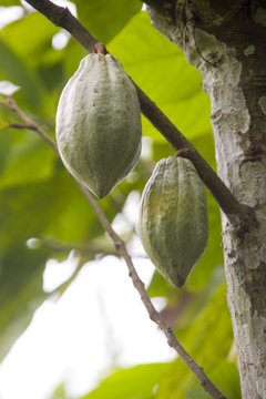 Kakaofrucht Theobroma Cacao
