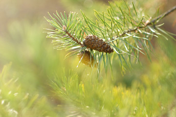 fir-tree