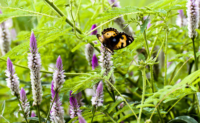 Butterfly on the green grass in the morning.