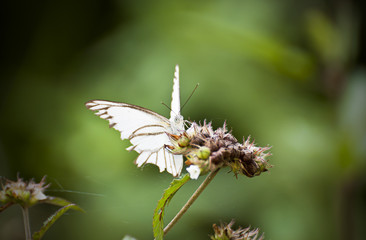Butterfly on the green grass in the morning.