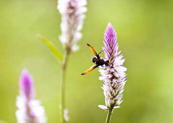 the insects on the green grass in the morning.