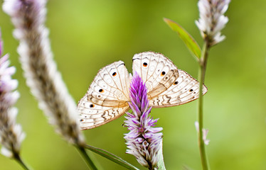 Butterfly on the green grass in the morning.