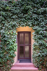 old wooden door surrounded by wall green ivy