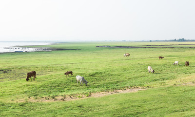 Fototapeta na wymiar Herd of cows at summer green field