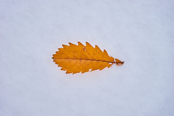 雪の上の落ち葉

