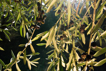 The olive (Olea europaea)