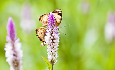 Butterfly on the green grass in the morning.