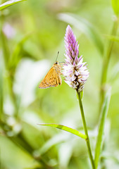 Butterfly on the green grass in the morning.