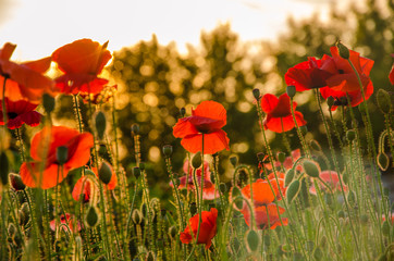 red poppies in the morning light. red poppies in the morning mist. red poppies in the evening light. poppies in the morning sunlight. 