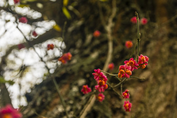 Euonymus europaeus (spindle, European spindle, common spindle) - Ripe fruit.