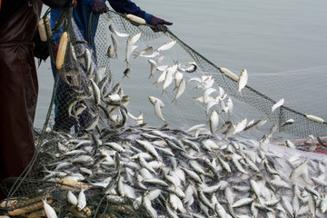 On the fisherman boat,Catching many fish at mouth of Bangpakong river in Chachengsao Province east of Thailand.