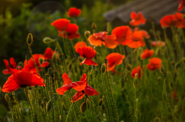 red poppies in the morning light. red poppies in the morning mist. red poppies in the evening light. poppies in the morning sunlight. 