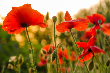 Naklejka premium red poppies in the morning light. red poppies in the morning mist. red poppies in the evening light. poppies in the morning sunlight. 