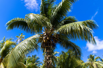 Fototapeta na wymiar Kokosnussplantage - Seychellen, La Digeu