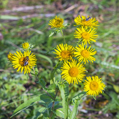 British elecampane (the Latin. inula Britannica)