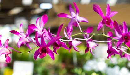 Purple flowers, Orchid in the garden