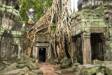 Fototapeta premium Die Natur holt sich den Tempel Ta Prohm in Angkor in Kambodscha zurück