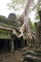 Die Natur holt sich den Tempel Ta Prohm  in Angkor in Kambodscha zurück