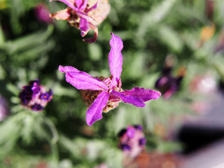 Lavandula stoechas - French lavender, Spanish lavender, topped lavender   