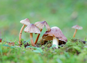 mushrooms in the grass