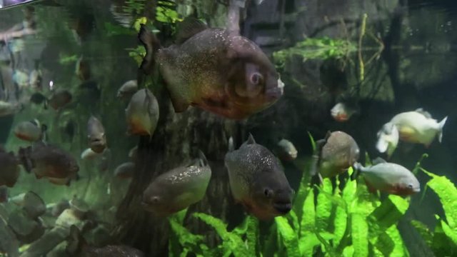 Piranha in the aquarium. Pygocentrus nattereri. Serrasalminae. Characidae. Serrasalmidae. Serrasalmus nattereri