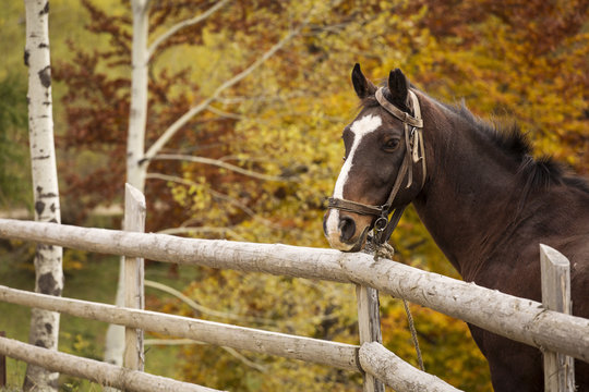 Closeup shot of a brown horse in a country village with autumn b