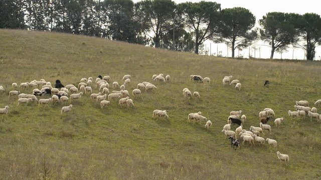 Herd of sheep, Tuscany, Italy, EU, Europe