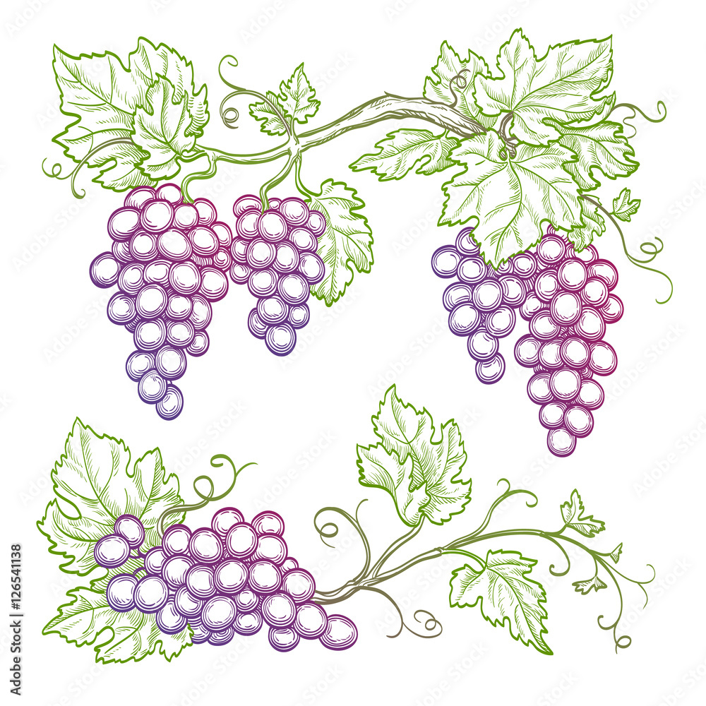 Canvas Prints hand drawn grape branches