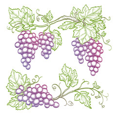 Hand drawn grape branches