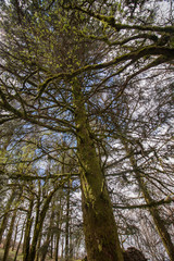 Bare trees in the mountain