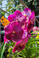 Puple Vanda orchid.