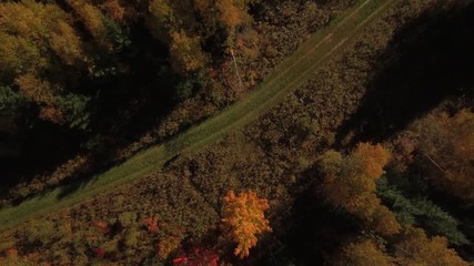Promenade d’automne dans la foret canadienne