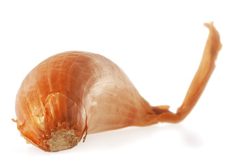 Shallot onion isolated on white background.