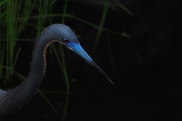 Tricolored heron at night.  Close-up on black background
