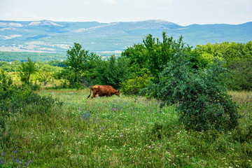 Cow grazzing in meadows