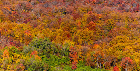 Colorful autumnal landscape