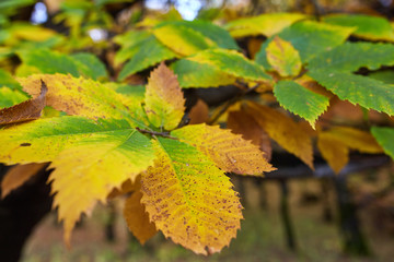 Deciduous forest in the autumn
