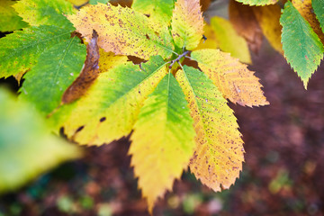 Deciduous forest in the autumn