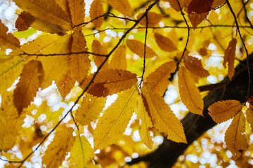 Deciduous forest in the autumn