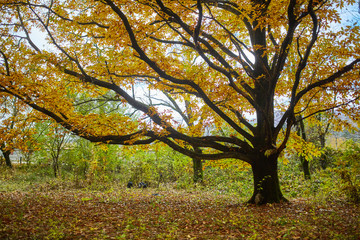Fototapeta na wymiar Deciduous forest in the autumn