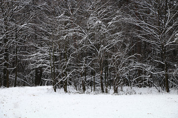 Winter forest after a heavy snowfall. The first snow in November